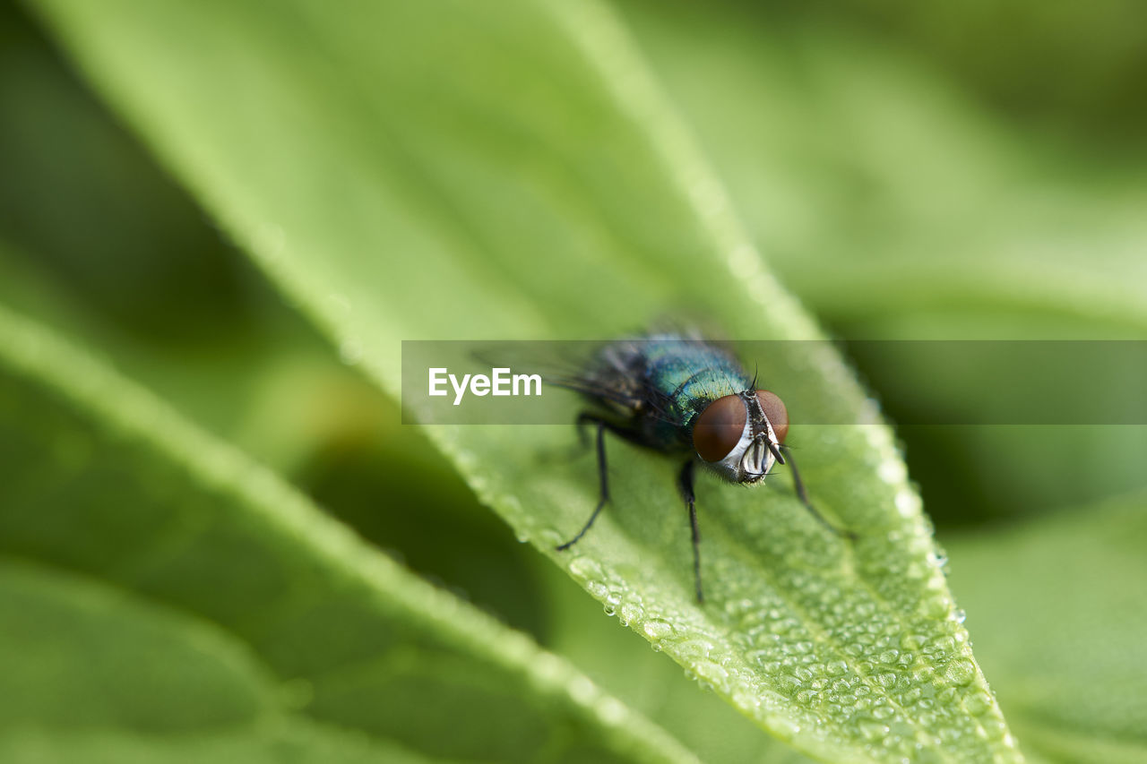 CLOSE-UP OF AN INSECT ON PLANT