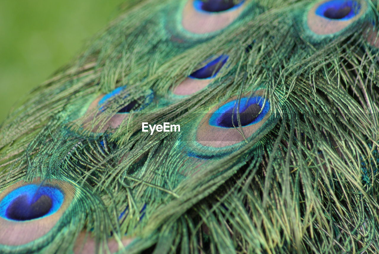 Close-up of peacock feathers