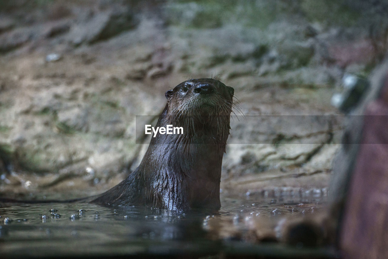 Close-up of otter in water