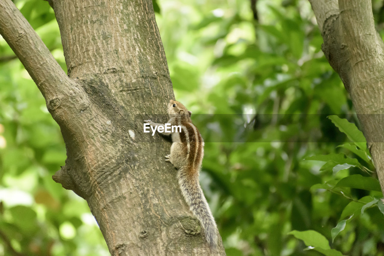 Squirrel on tree trunk