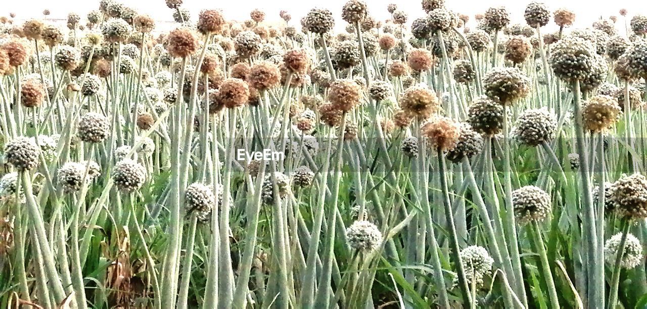 plant, growth, prairie, beauty in nature, nature, grass, field, land, no people, day, flower, tranquility, flowering plant, grassland, outdoors, freshness, agriculture, close-up, plant stem, landscape, crop, green, cattail, fragility