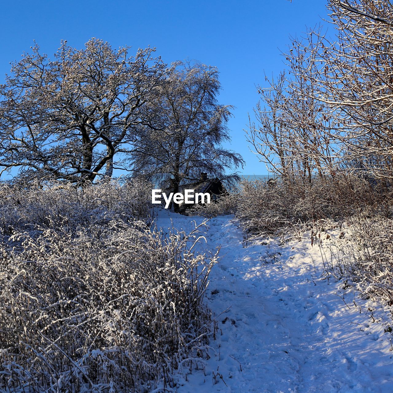 Footpath in winter landscape