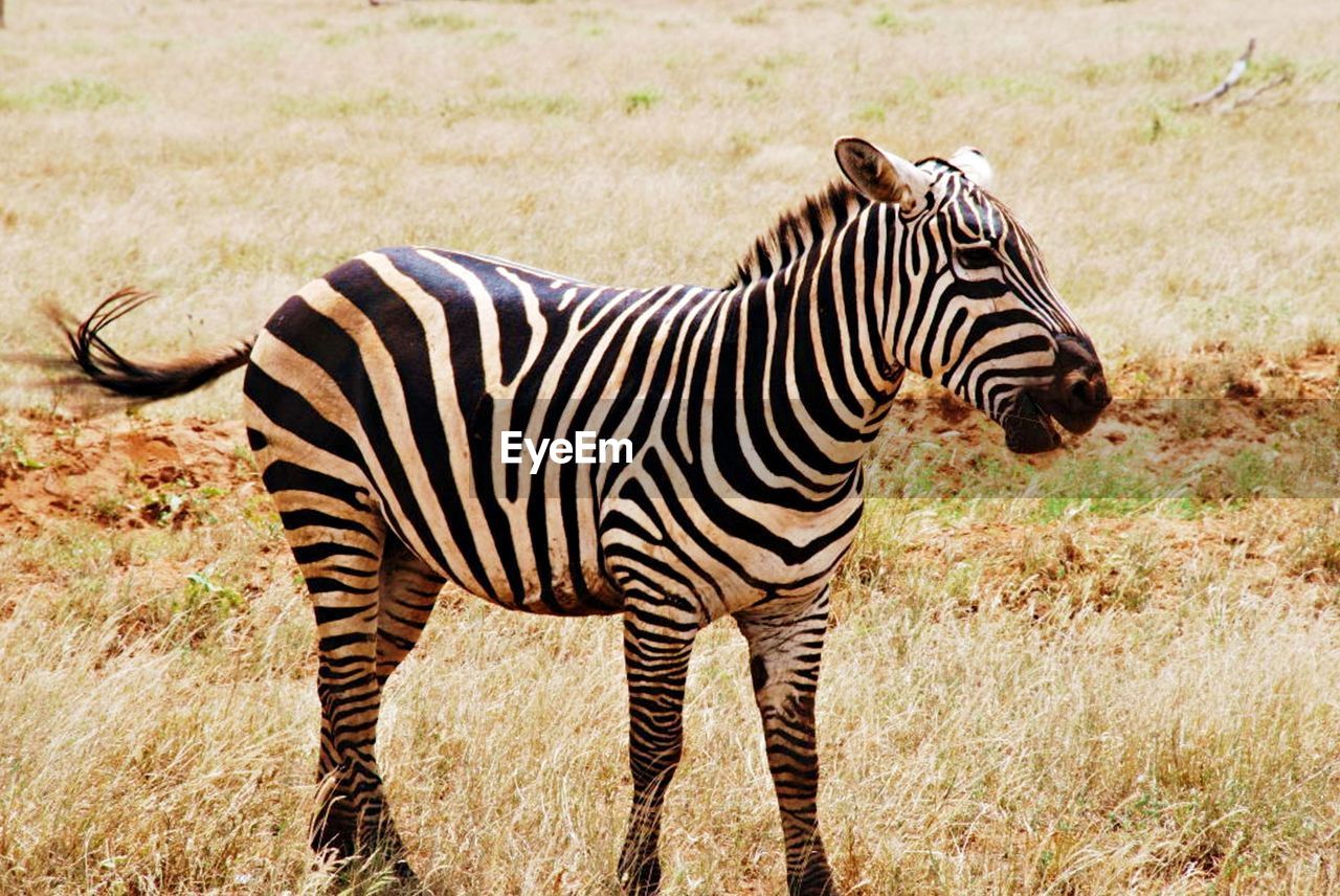 ZEBRAS ON ZEBRA