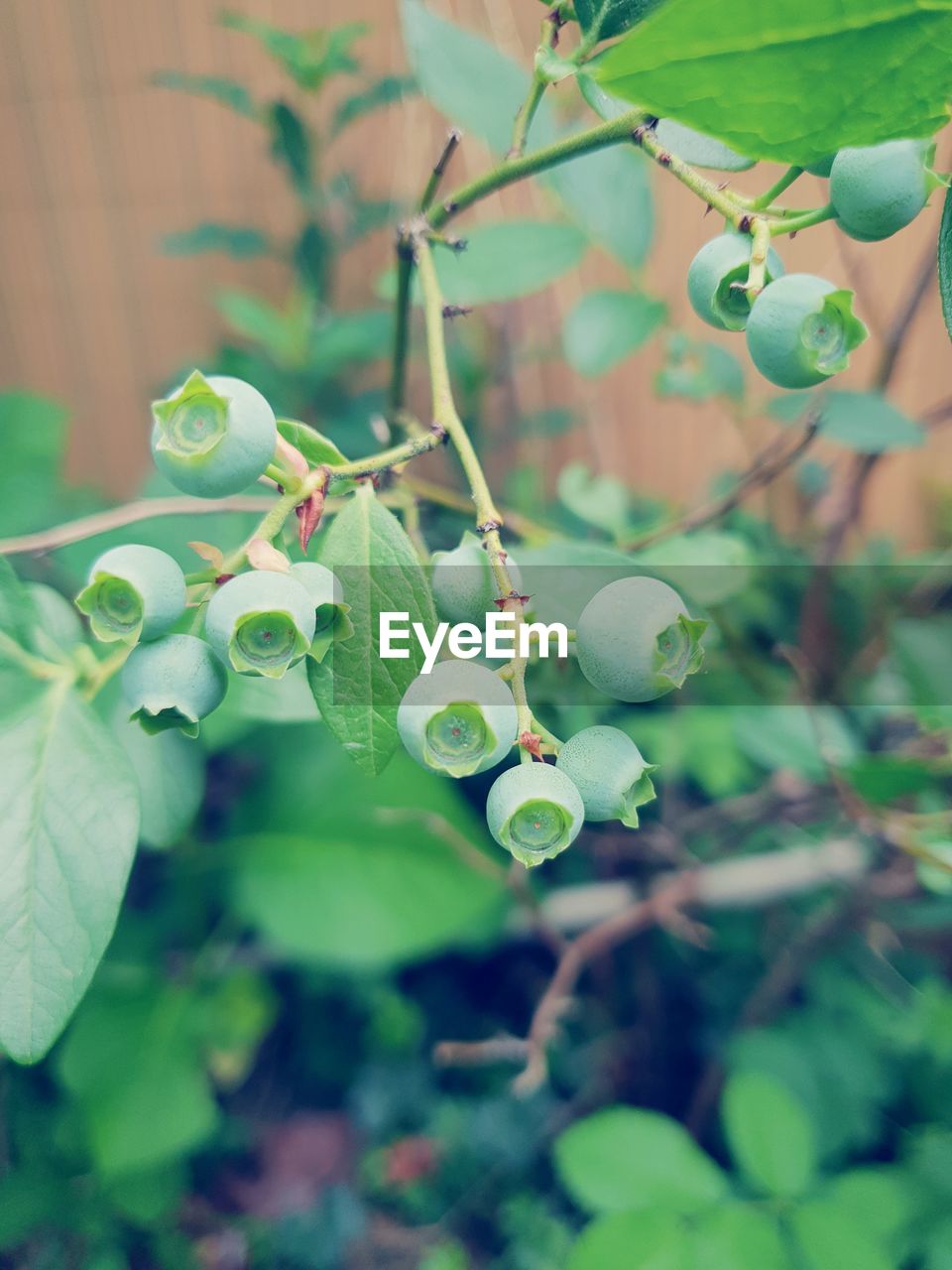 CLOSE-UP OF BERRIES ON PLANT