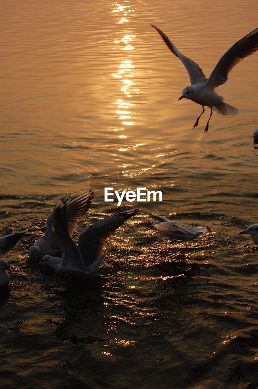 SEAGULL FLYING OVER LAKE