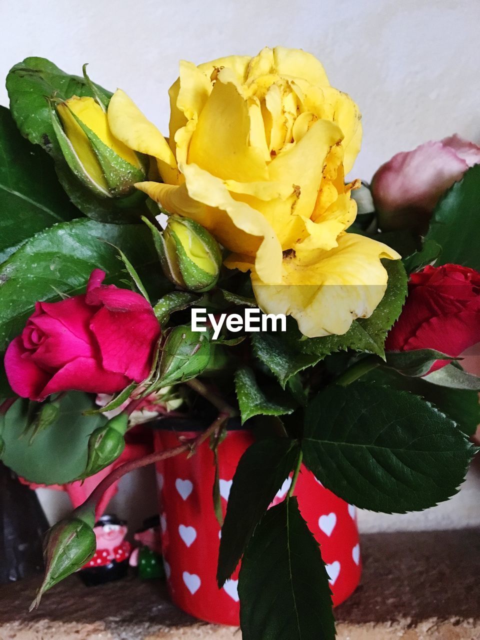 CLOSE-UP OF YELLOW ROSE