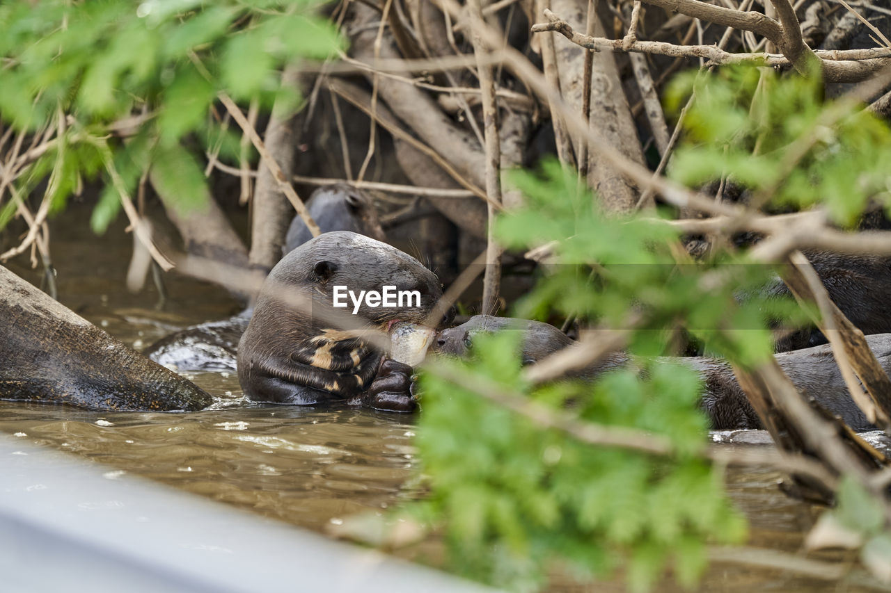 Giant river otter, pteronura brasiliensis. otters feasting on fish in cuiaba river, pantanal