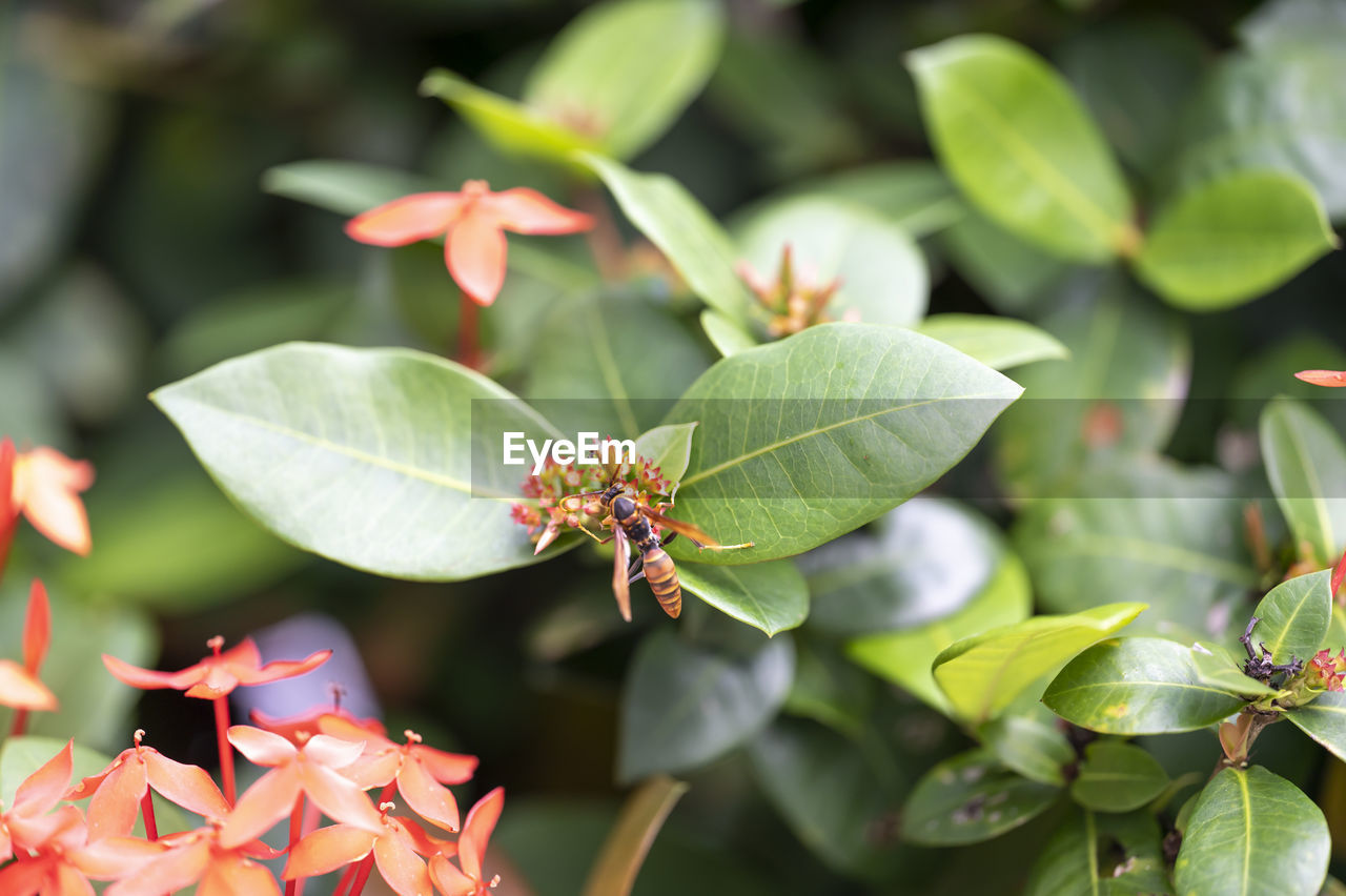 CLOSE-UP OF GRASSHOPPER ON PLANT