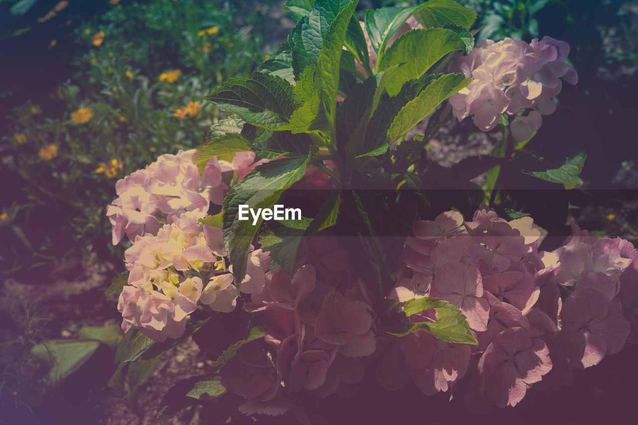 CLOSE-UP OF FRESH FLOWERS BLOOMING IN NATURE