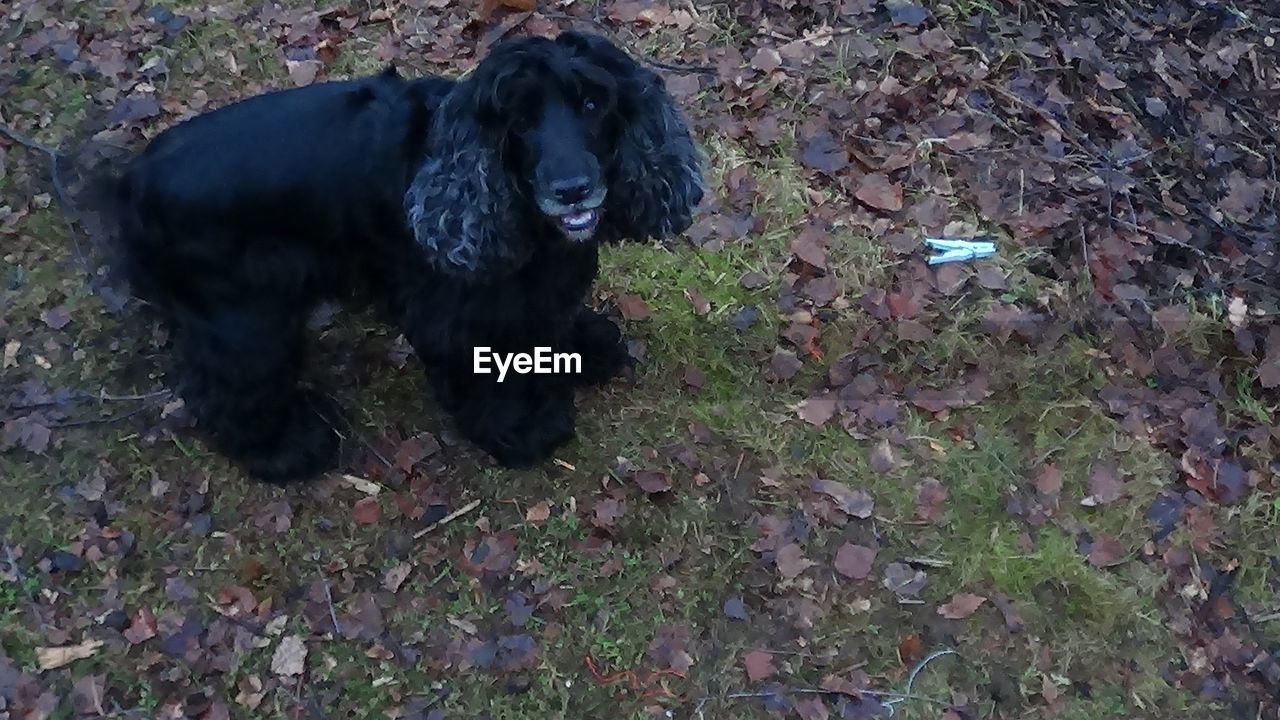 BLACK DOG IN FIELD