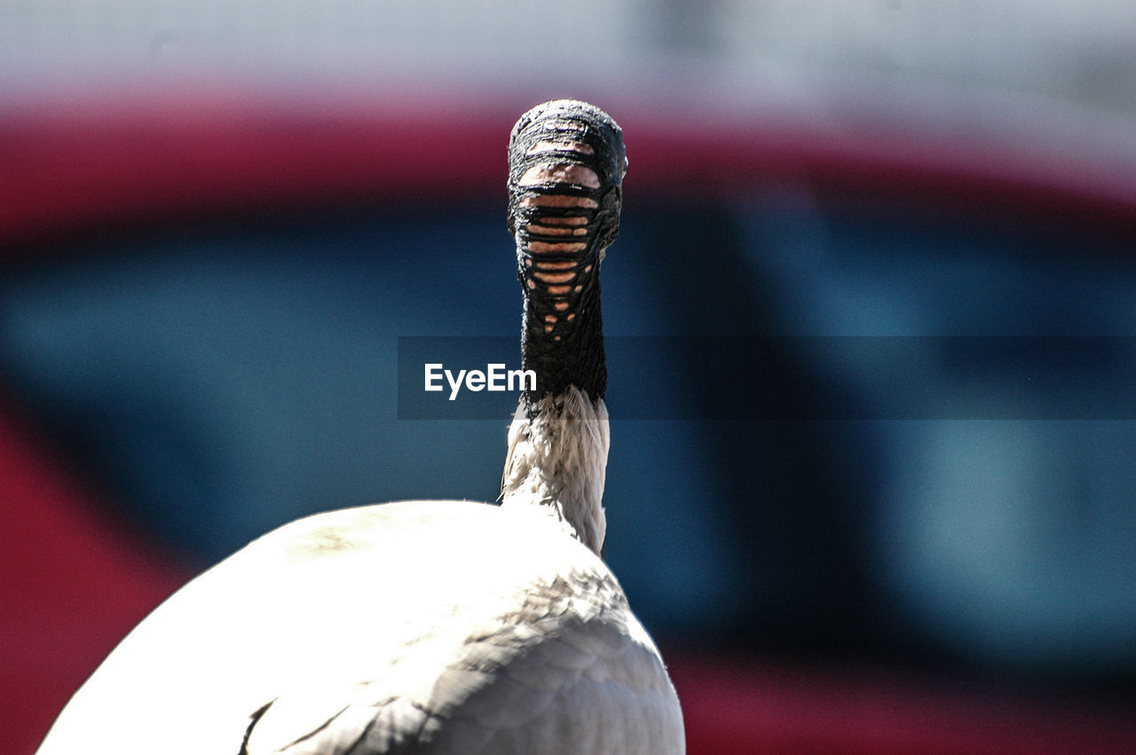 Close-up of bird