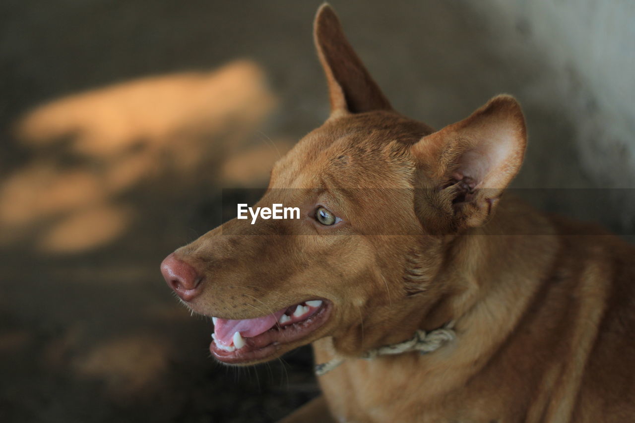 Close-up of dog looking away