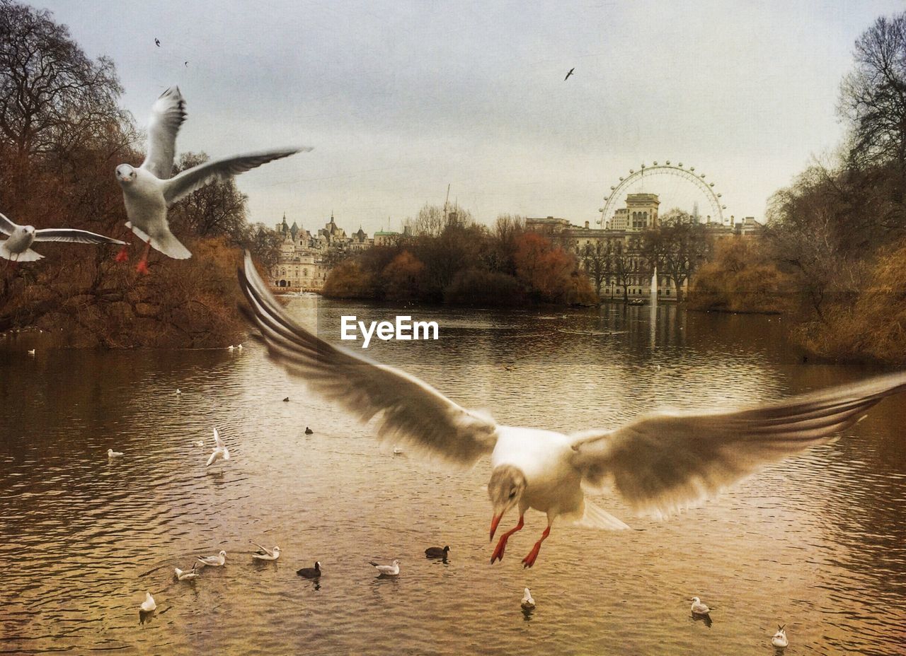 Flock of seagulls flying over lake with ferris wheel in background