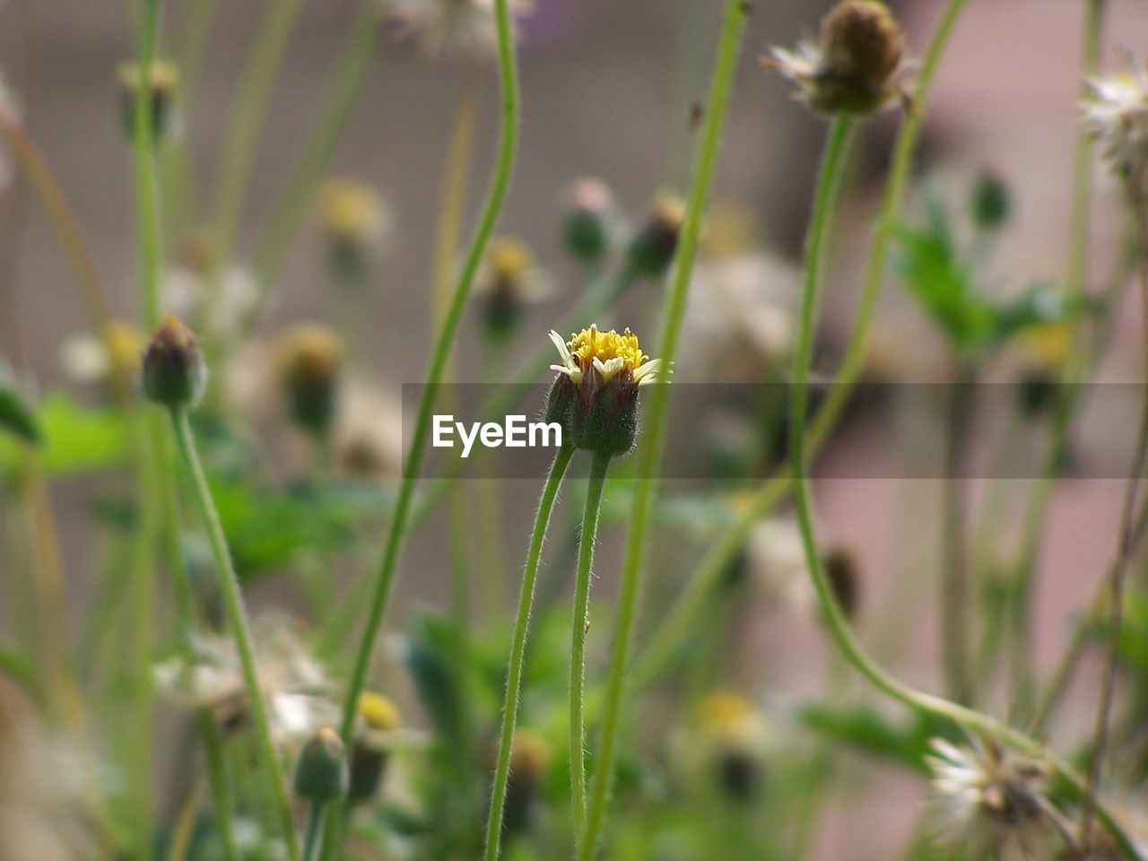 CLOSE-UP OF FLOWERING PLANT ON LAND