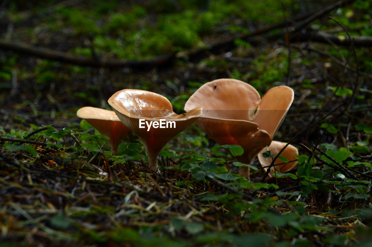 CLOSE-UP OF MUSHROOMS ON FIELD