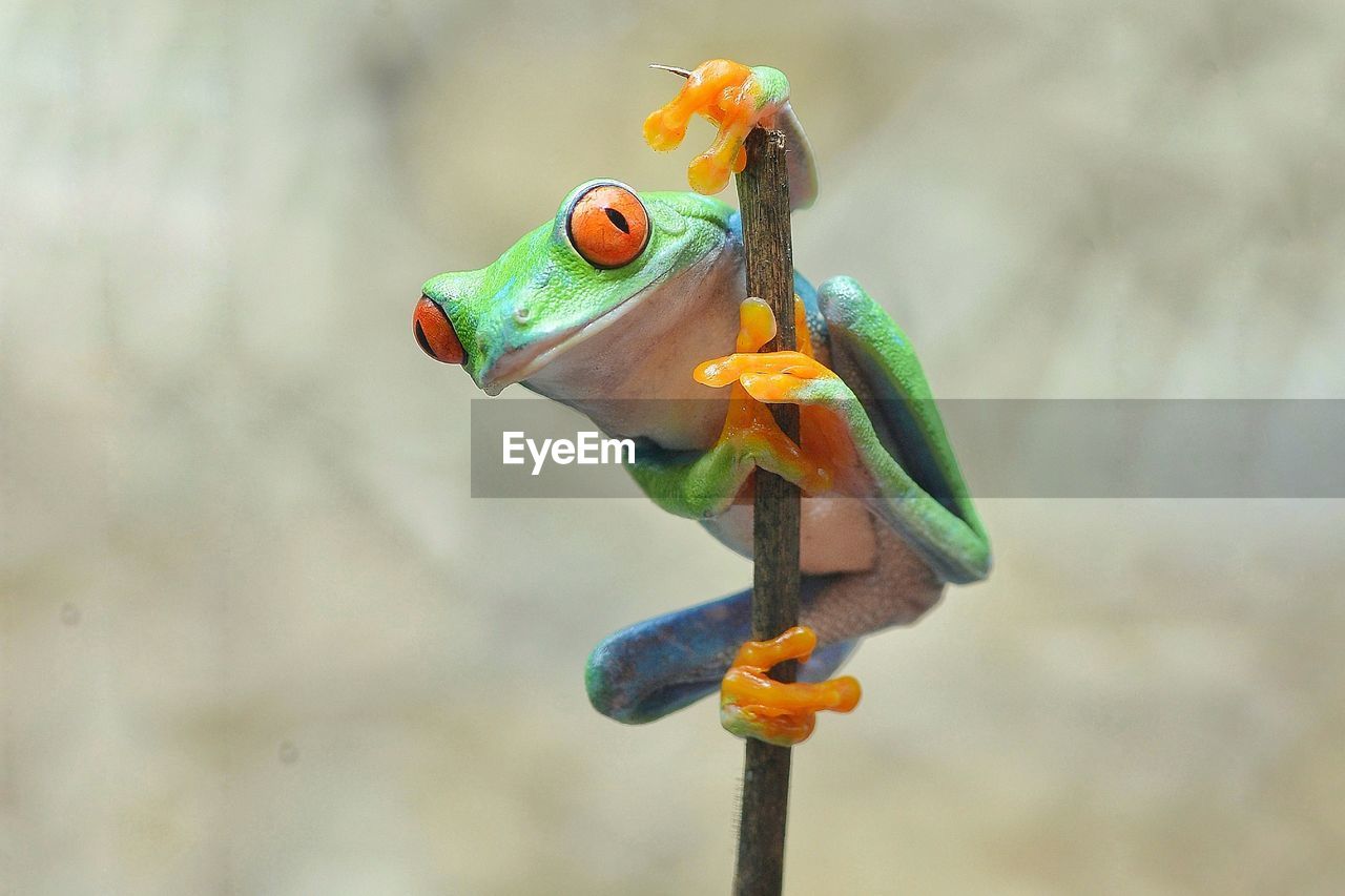 Close-up of frog on plant