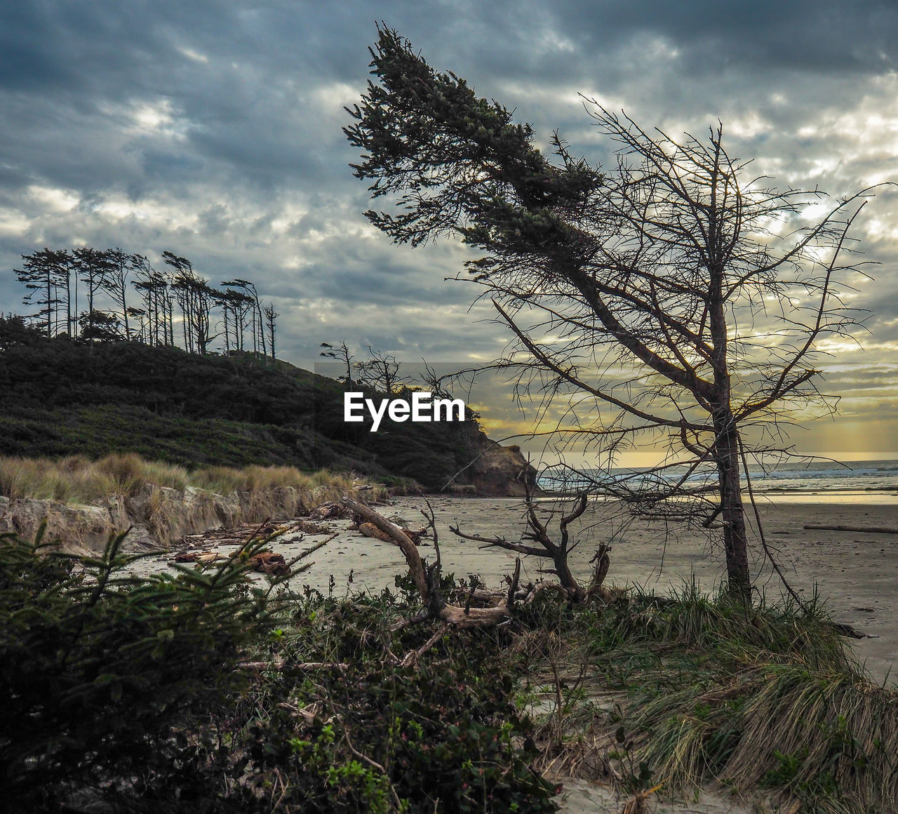 Bare trees on landscape against sky