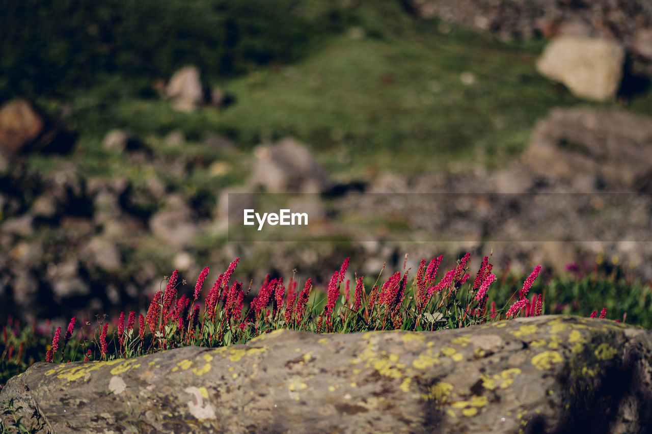 nature, plant, flower, grass, flowering plant, leaf, soil, beauty in nature, no people, growth, green, environment, land, landscape, wildflower, autumn, freshness, day, outdoors, selective focus, focus on foreground, close-up, tranquility, red, scenics - nature, field, wilderness, mountain, tree, rock