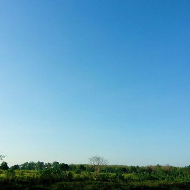 TREES ON LANDSCAPE AGAINST CLEAR BLUE SKY