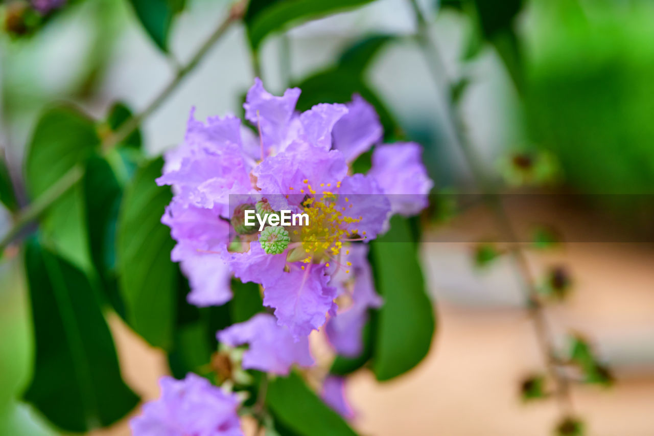 flower, flowering plant, plant, freshness, beauty in nature, blossom, close-up, nature, purple, plant part, leaf, fragility, macro photography, flower head, growth, selective focus, no people, pink, outdoors, inflorescence, petal, green, focus on foreground, lilac, botany, springtime, multi colored, day