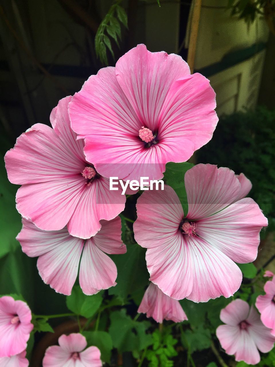 Close-up of pink flowering plants in park