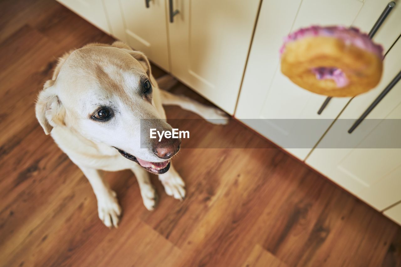 HIGH ANGLE VIEW OF DOG LOOKING AWAY ON HARDWOOD FLOOR