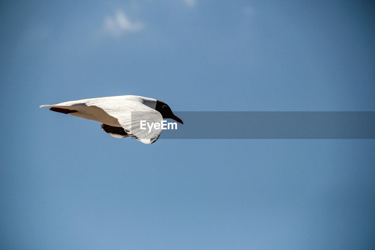 Birds on the beach, low angle view of bird flying in sky