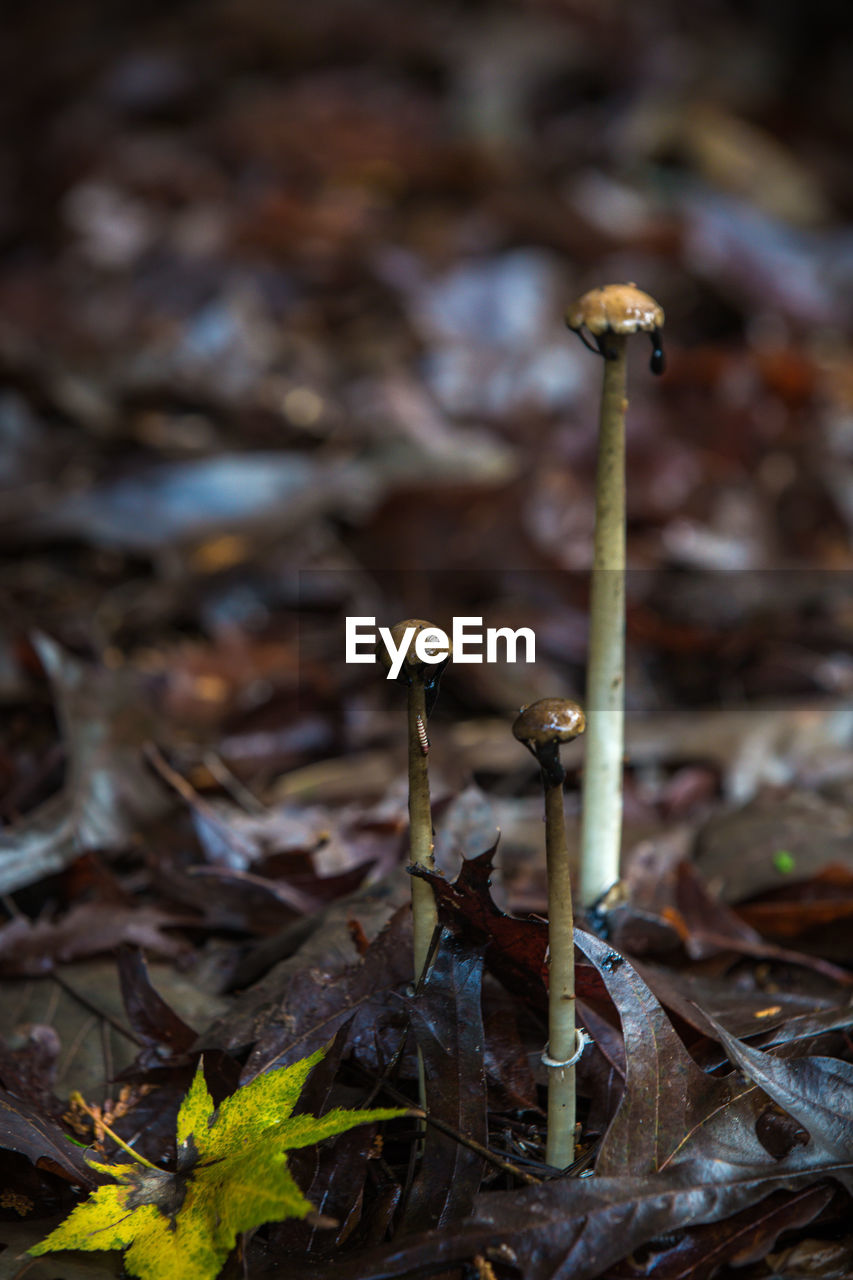 Mushrooms growing amidst leaves on field during rainy season