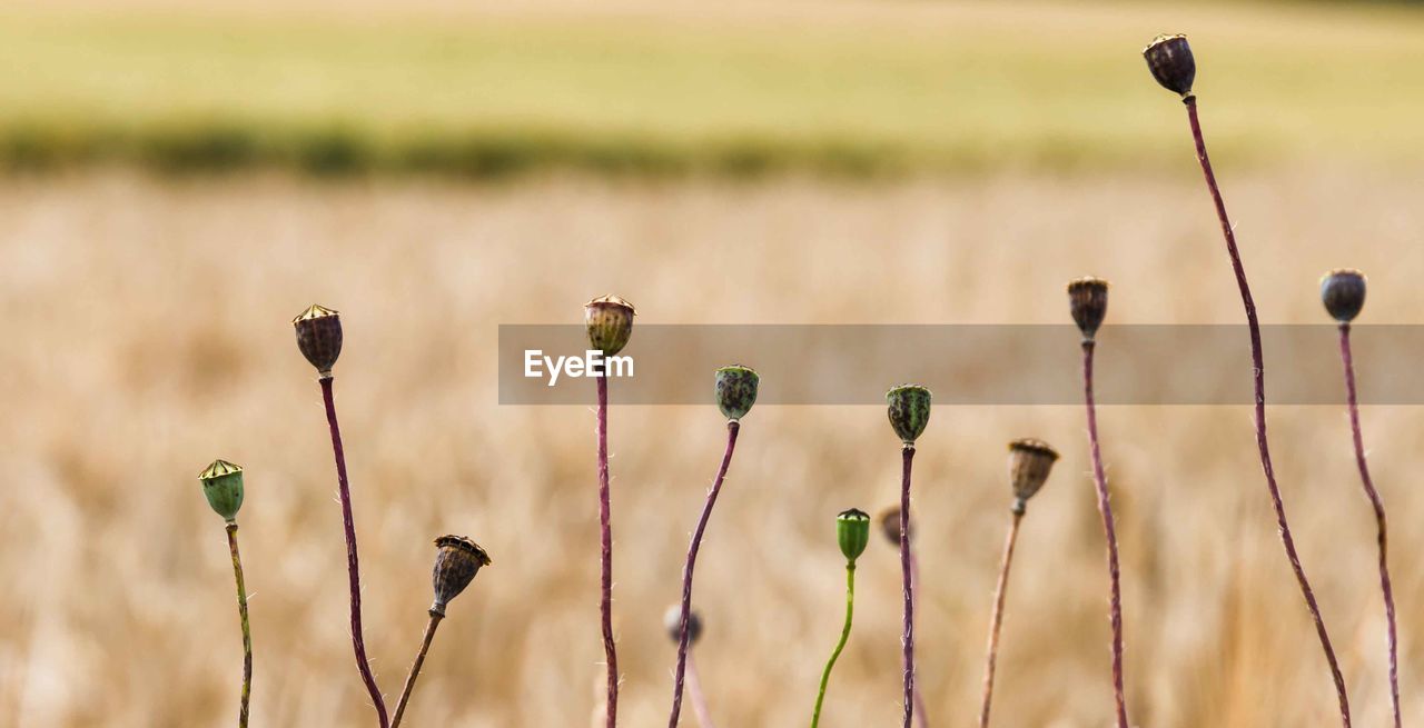 CLOSE-UP OF PLANTS ON FIELD