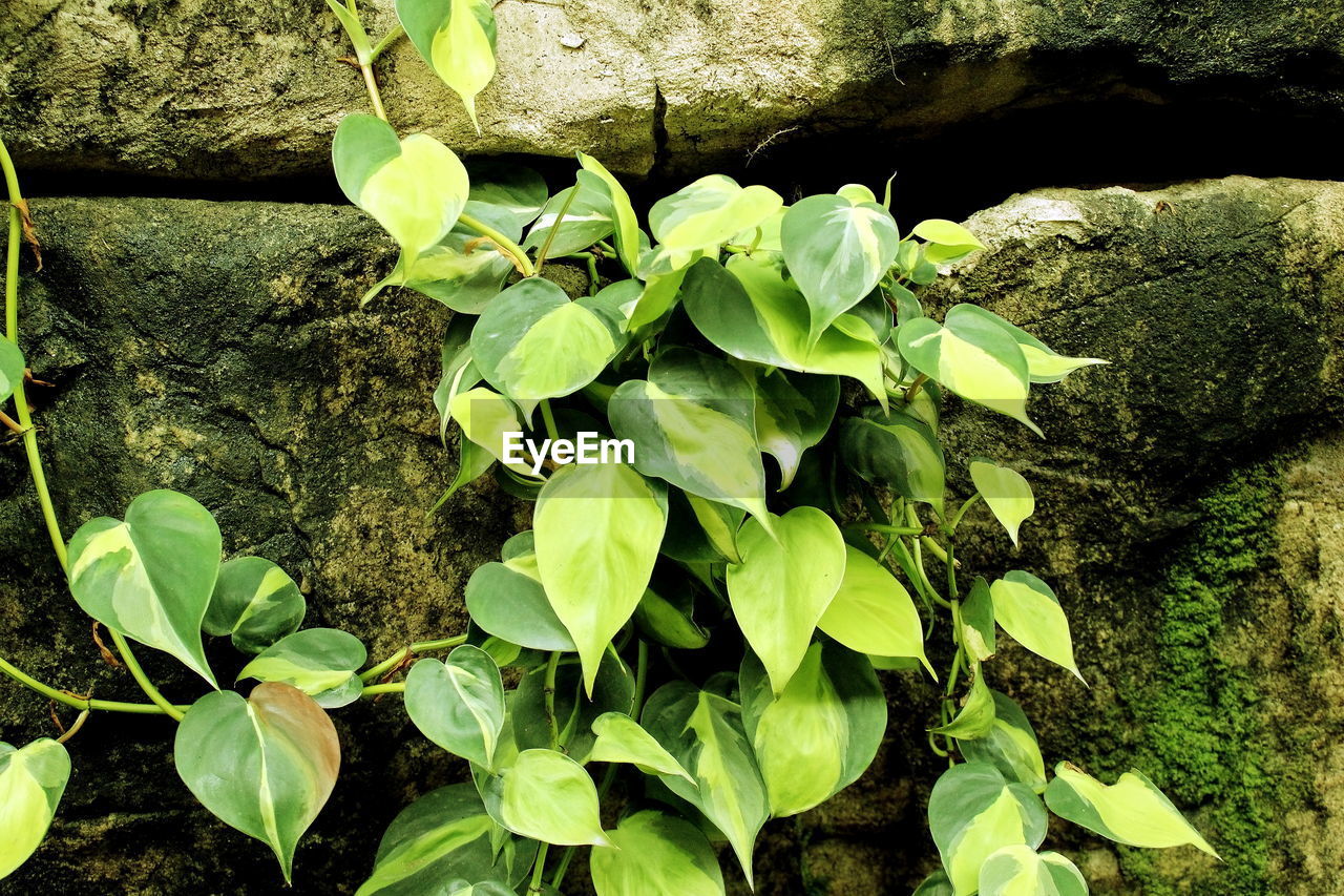 HIGH ANGLE VIEW OF PLANTS GROWING ON LAND