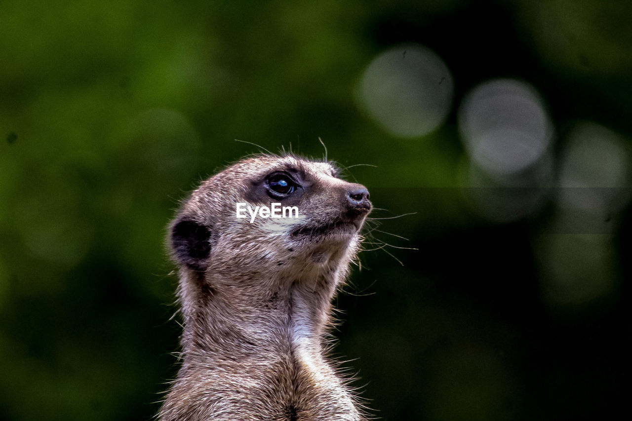 Close-up of an animal looking away