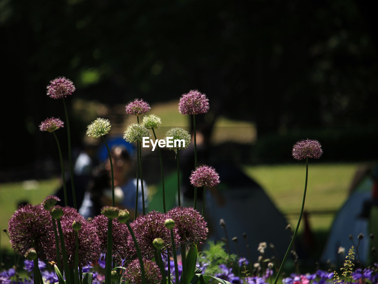 flower, flowering plant, plant, freshness, beauty in nature, nature, purple, growth, fragility, blossom, flower head, inflorescence, outdoors, focus on foreground, no people, pink, close-up, wildflower, botany, summer, garden