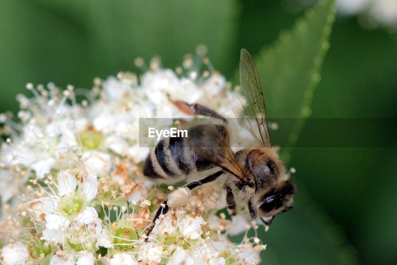 CLOSE-UP OF HONEY BEE POLLINATING FLOWER