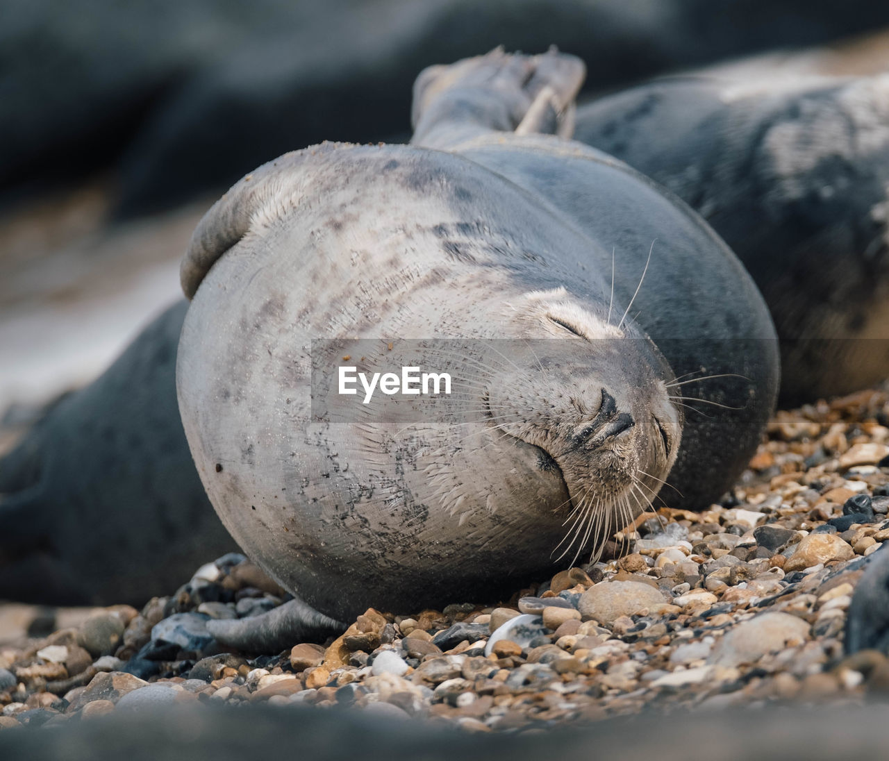 Close-up of seal on rock