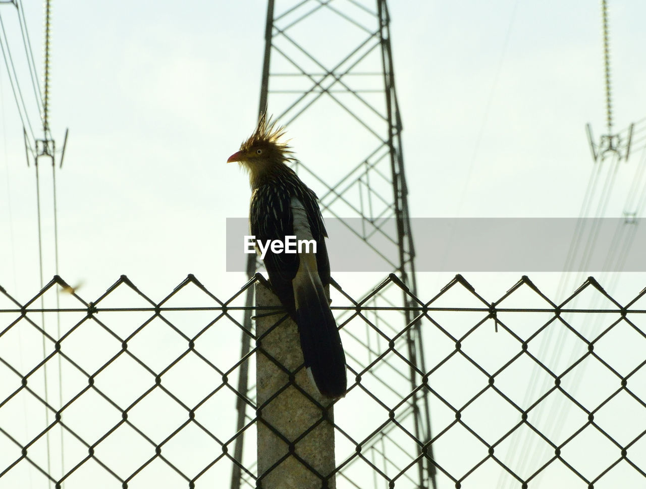 Low angle view of bird perching on fence against sky