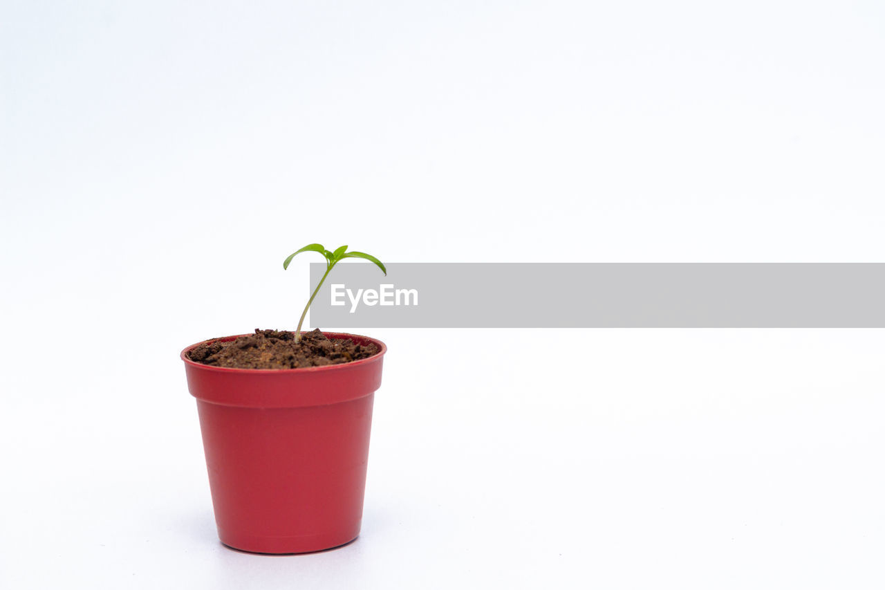 CLOSE-UP OF POTTED PLANT IN POT