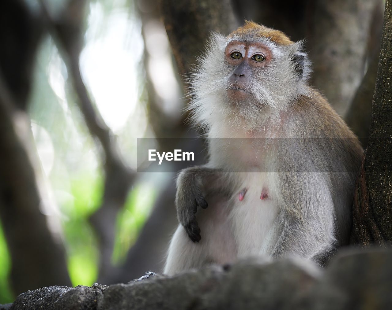 Low angle view of female monkey looking away