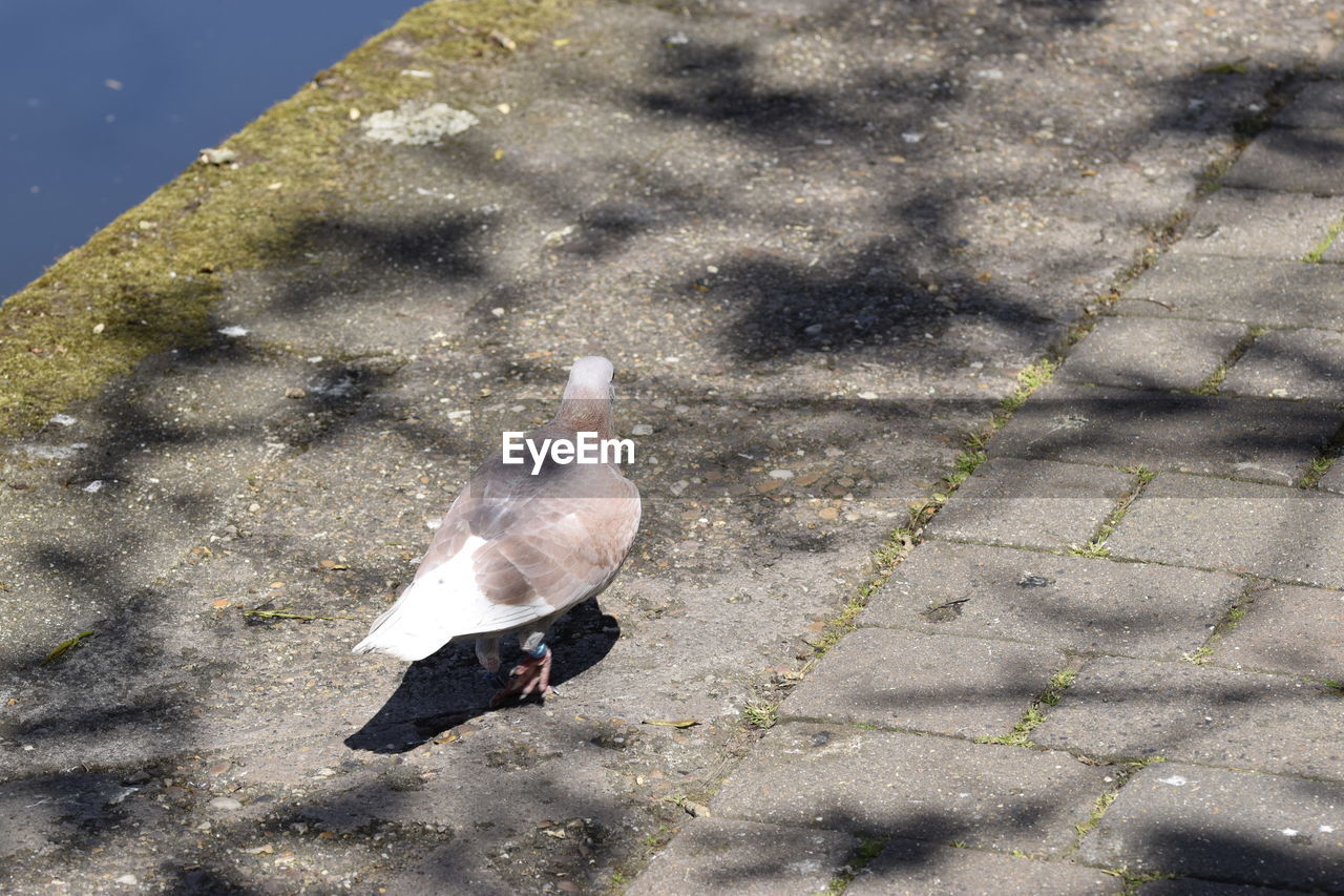 HIGH ANGLE VIEW OF BIRD ON WATER