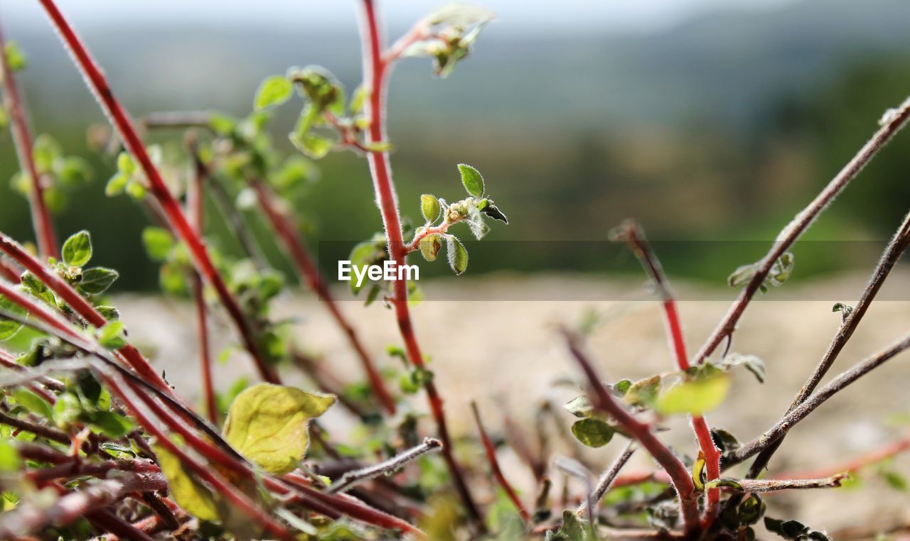 CLOSE-UP OF FLOWER PLANT