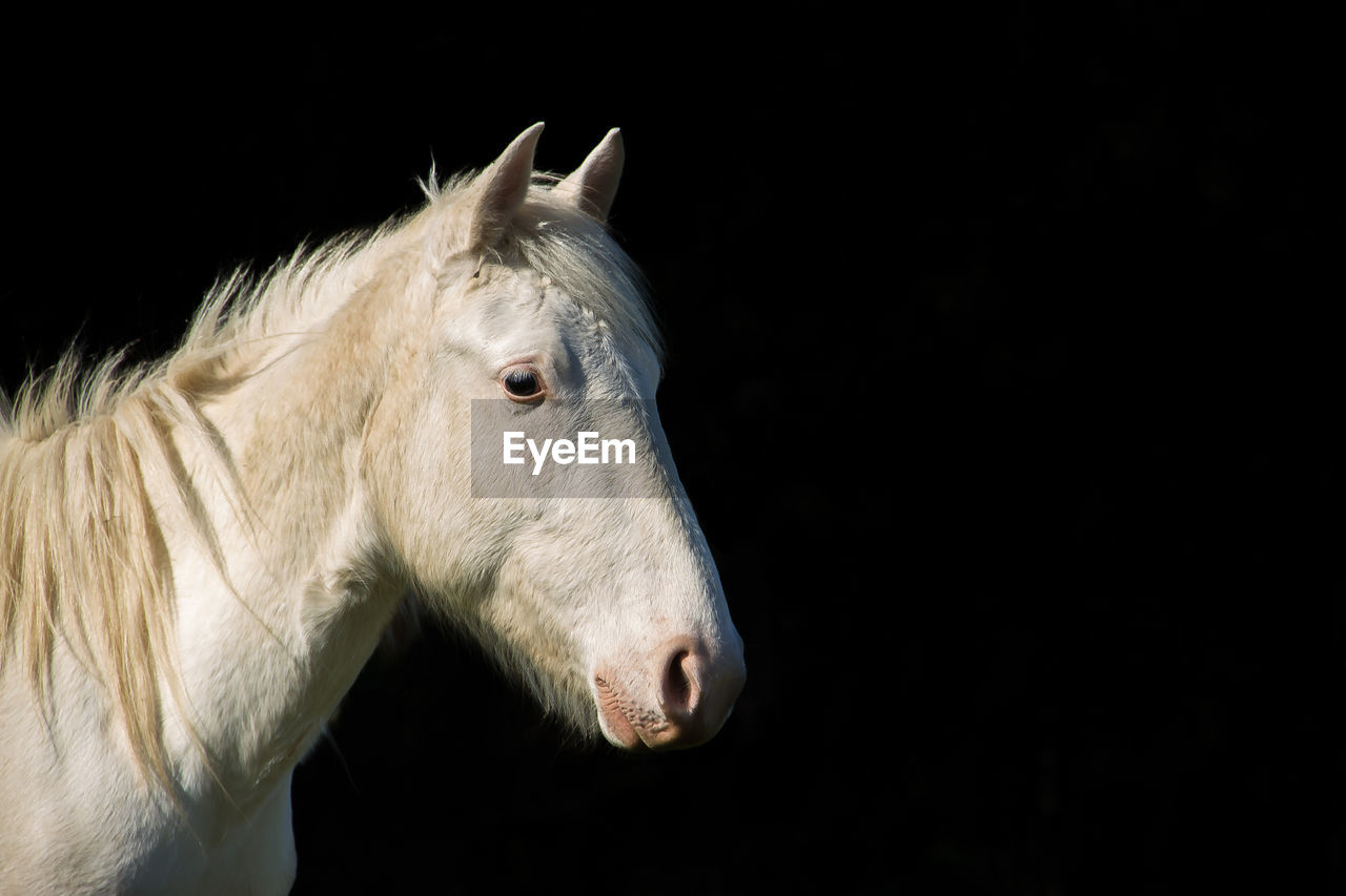 Horse against black background