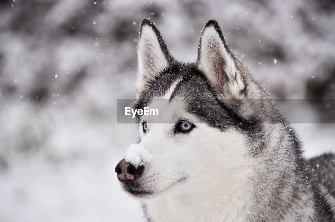 Close-up of siberian husky looking away during snowfall