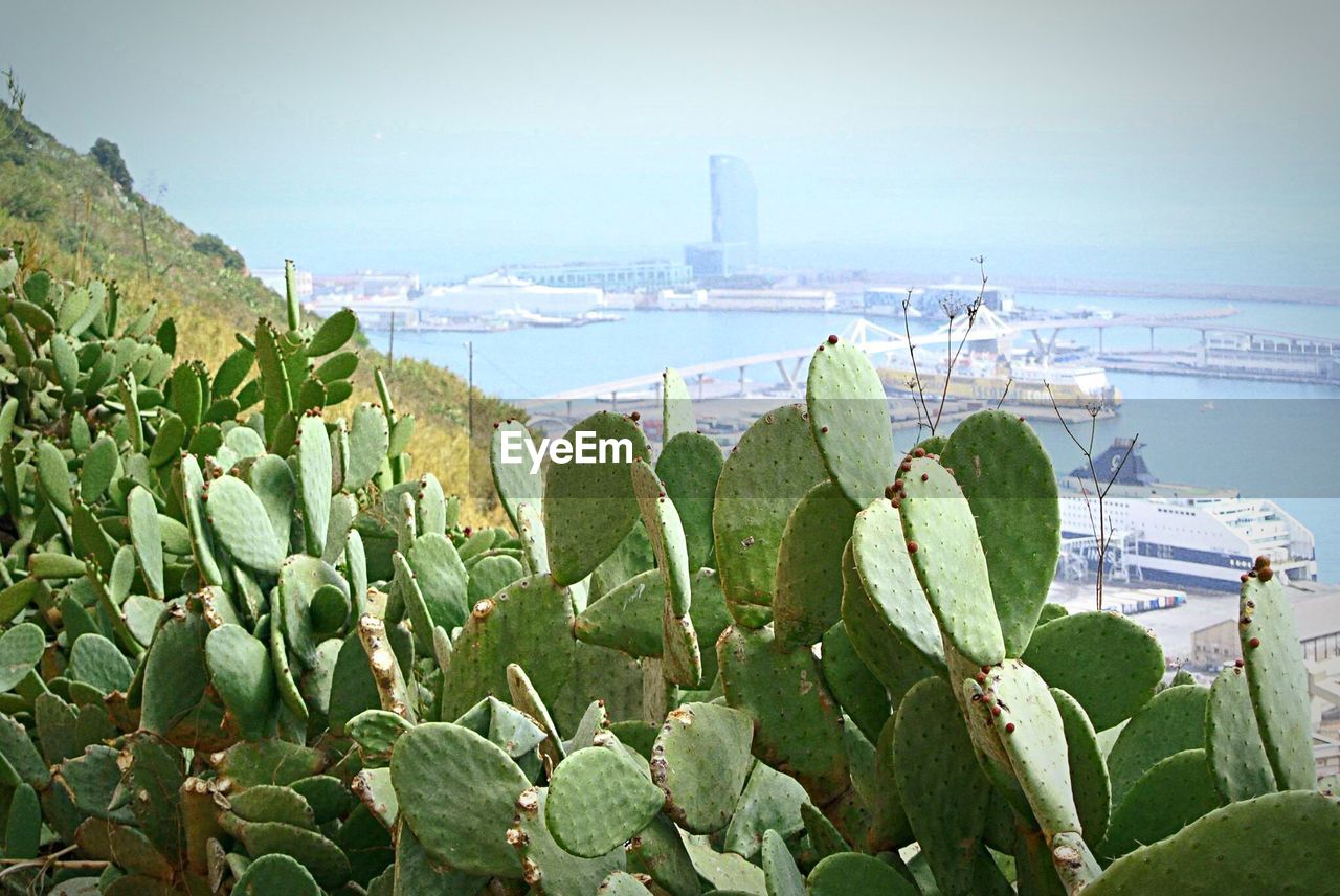 Close-up of plants by sea against sky