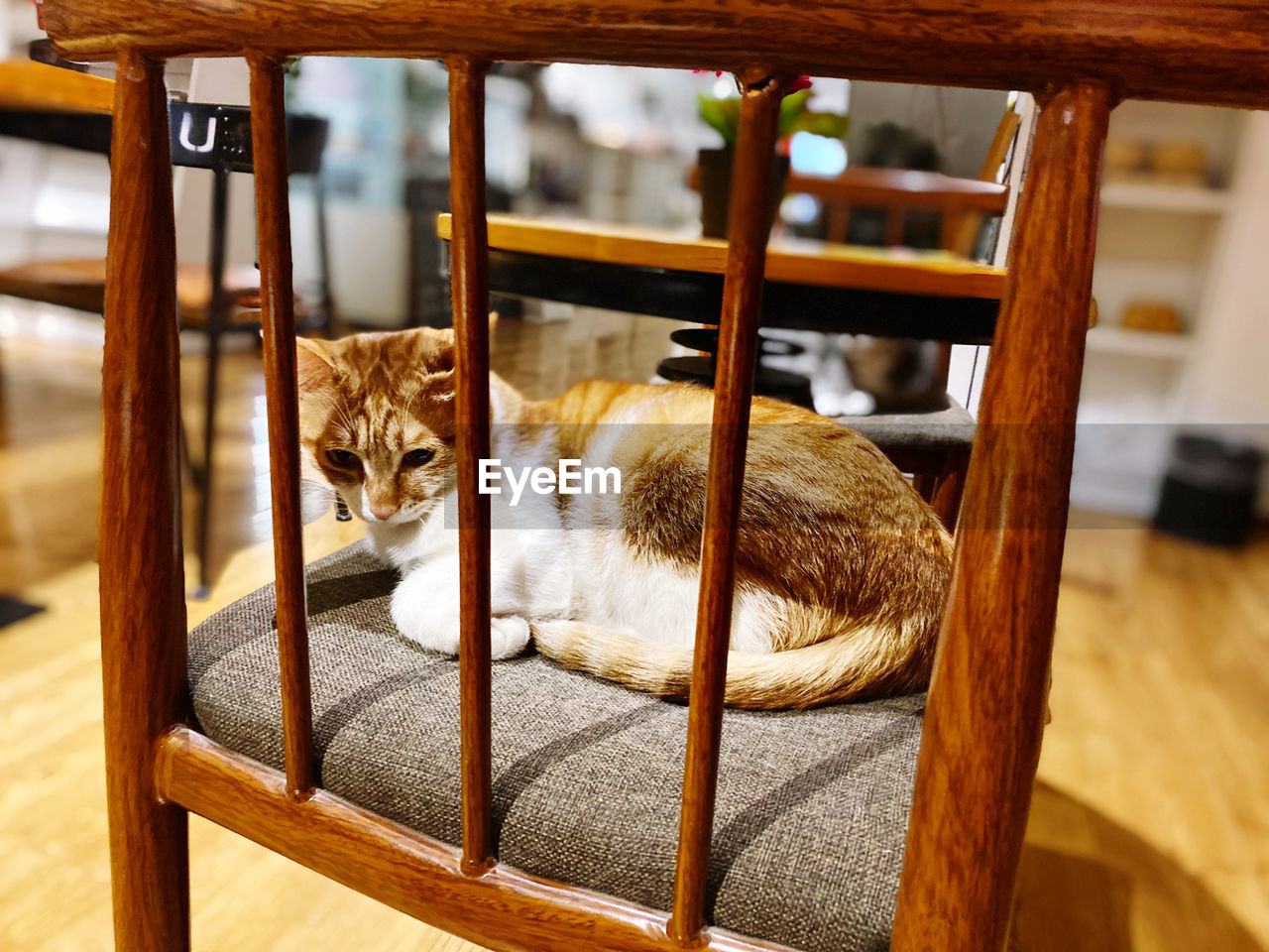 PORTRAIT OF A CAT SITTING ON CHAIR IN A ROOM