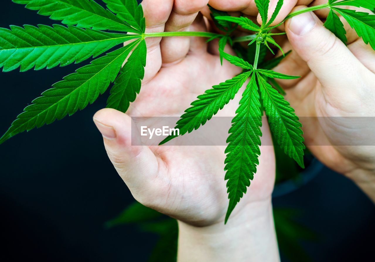 Close-up of hands holding cannabis plant