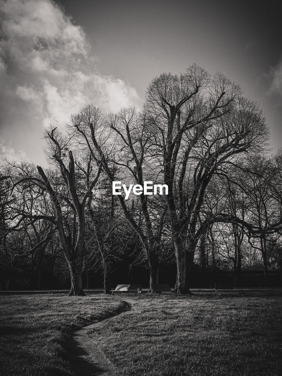 Bare trees on field against sky