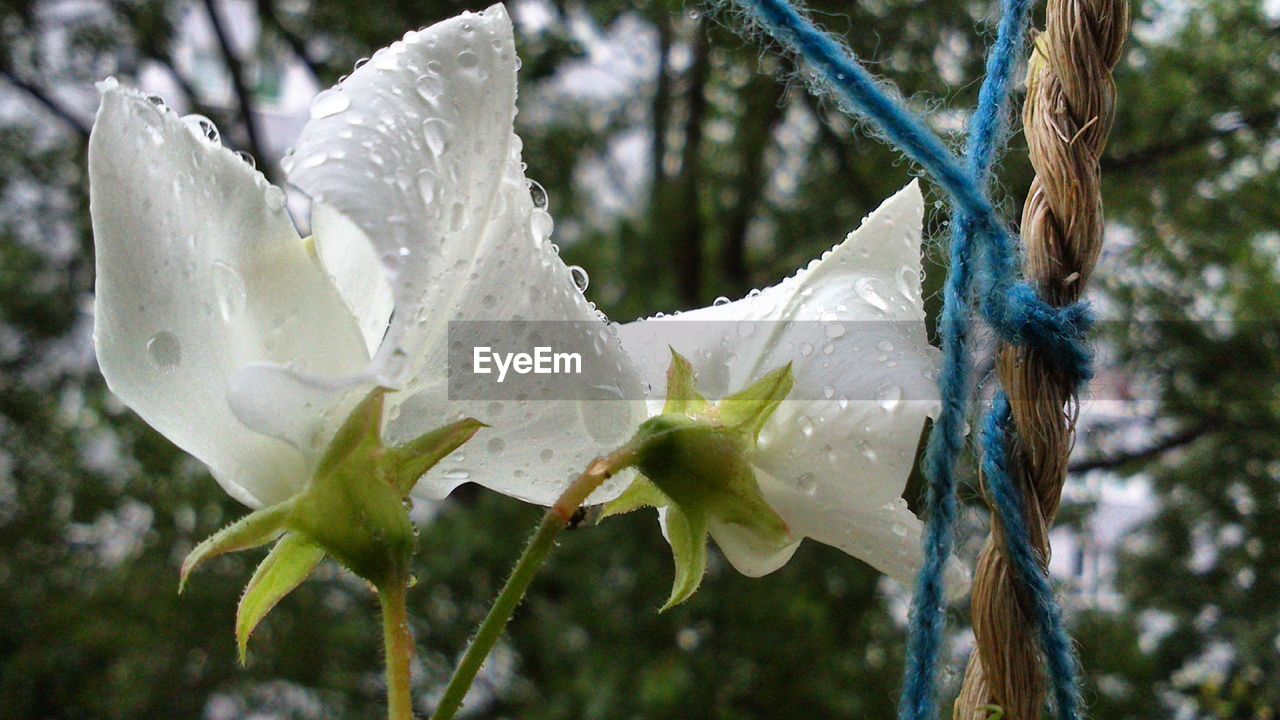 CLOSE-UP OF WHITE GREEN TREE