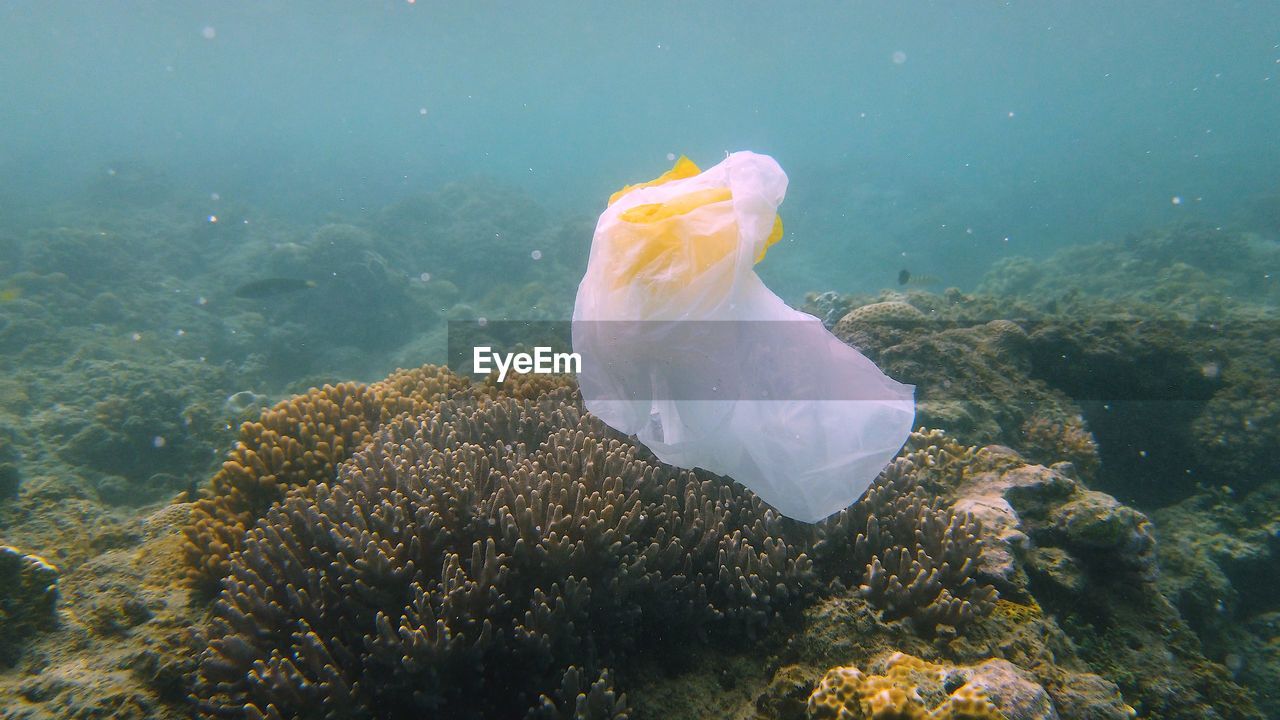 The sea and the coral reef is polluted with plastic bags and human waste.