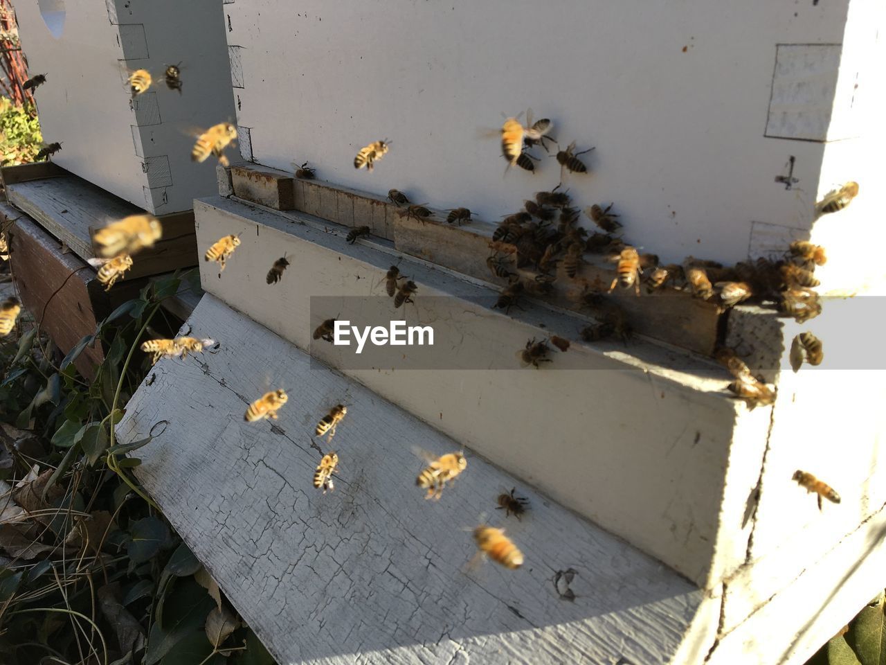 Honey bees at front hive entrance close up. bee flying to hive. honey bee drone enter 