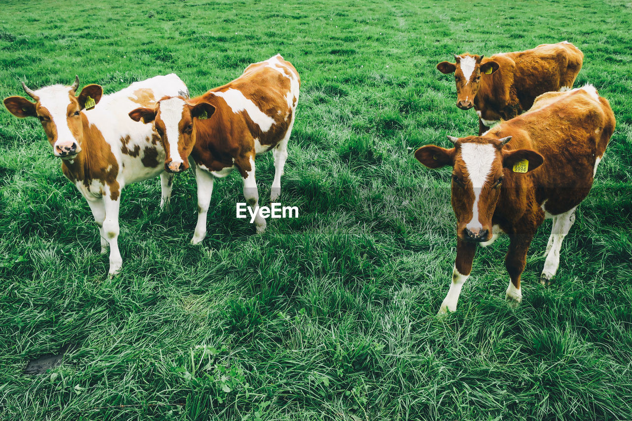High angle view of calves standing on grassy field