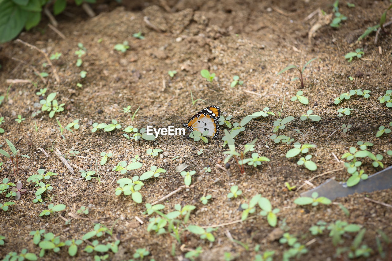 Close-up of butterfly on field